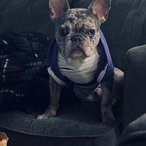 Meet your Posher, George